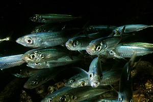 Sugherello (Trachurus trachurus)