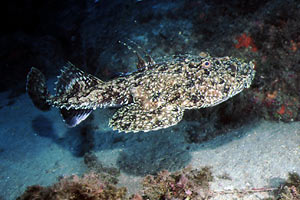 Rana pescatrice (Lophius piscatorius)