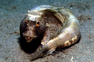 Bavosa occhiuta (Blennius ocellaris)