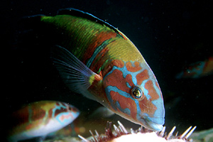 Donzella pavonina (Thalassoma pavo)
