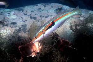 Donzella (Coris julis)