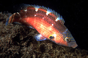 Tordo rosso (Symphodus mediterraneus)