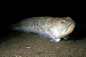 Tracina (Trachinus draco)