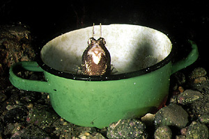 Bavosa occhiuta (Blennius ocellaris)