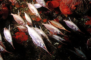 Pesce trombetta (Macrorhamphosus scolopax)