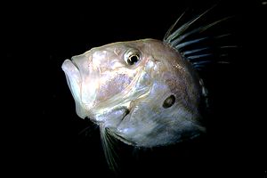 Pesce san pietro (Zeus faber)