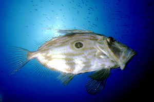 Pesce san pietro (Zeus faber)