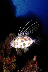 Pesce san pietro (Zeus faber)