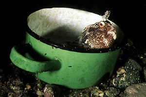 Bavosa occhiuta (Blennius ocellaris)