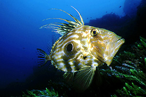 Pesce san pietro (Zeus faber)