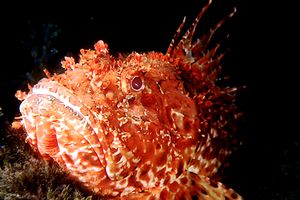 Scorfano rosso (Scorpaena scrofa)