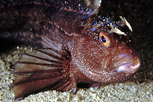 Bavosa occhiuta (Blennius ocellaris)