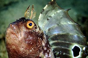 Bavosa occhiuta (Blennius ocellaris)