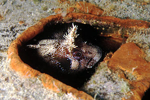 Bavosa ruggine (Parablennius gattorugine)