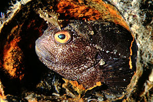 Bavosa occhiuta (Blennius ocellaris)