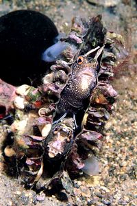 Bavosa occhiuta (Blennius ocellaris)