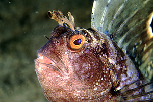 Bavosa occhiuta (Blennius ocellaris)