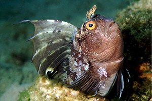 Bavosa occhiuta (Blennius ocellaris)