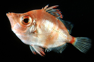 Pasce tamburo (Capros aper)