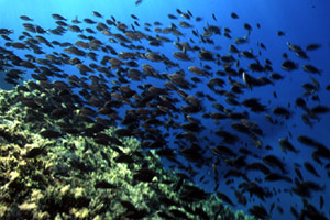 Castagnola (Chromis chromis)