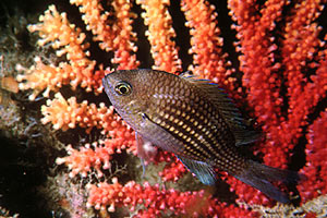 Castagnola (Chromis chromis)