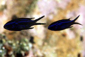 Castagnola (Chromis chromis)