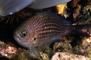 Castagnola (Chromis chromis)