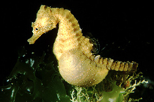 Cavalluccio marino (Hippocampus hippocampus)