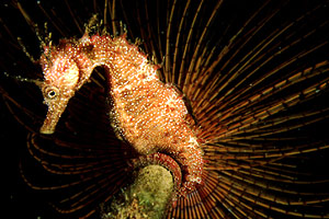 Cavalluccio marino (Hippocampus guttulatus)