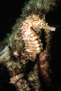 Cavalluccio marino (Hippocampus guttulatus)