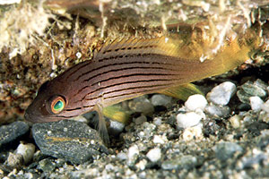 Cernia dorata (Epinephelus costae)