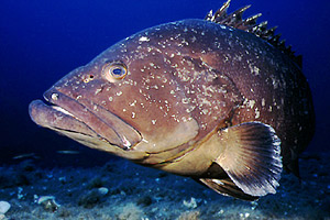 Cernia bruna (Epinephelus marginatus)