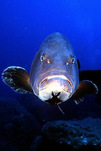 Cernia bruna (Epinephelus marginatus)