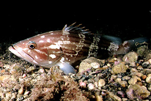 Cernia dorata (Epinephelus costae)