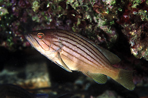 Cernia dorata (Epinephelus costae)