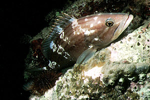 Cernia dorata (Epinephelus costae)