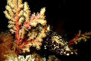 Cernia bruna (Epinephelus marginatus)