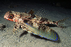 Pesce civetta (Dactylopterus volitans)