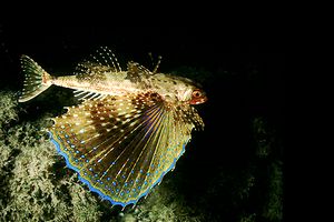 Pesce civetta (Dactylopterus volitans)