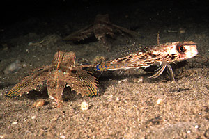 Pesce civetta (Dactylopterus volitans)