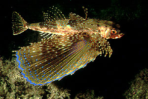 Pesce civetta (Dactylopterus volitans)