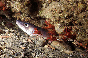 Grongo (Conger conger)