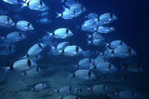 Sarago fasciato (Diplodus vulgaris)