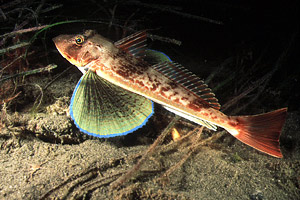 Pesce cappone (Chelidonichthys lucernus)