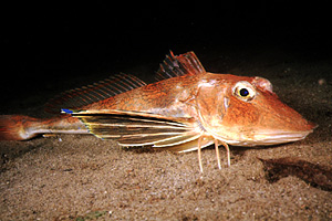 Pesce cappone (Chelidonichthys lucernus)