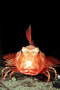 Capone ubriaco (Chelidonichtys lastoviza)