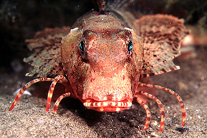 Capone ubriaco (Chelidonichtys lastoviza)