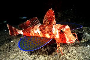 Capone ubriaco (Chelidonichtys lastoviza)