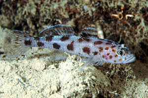 Ghiozzo leopardo (Thorogobius ephippiatus)