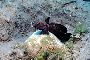 Ghiozzo nero (Gobius niger)